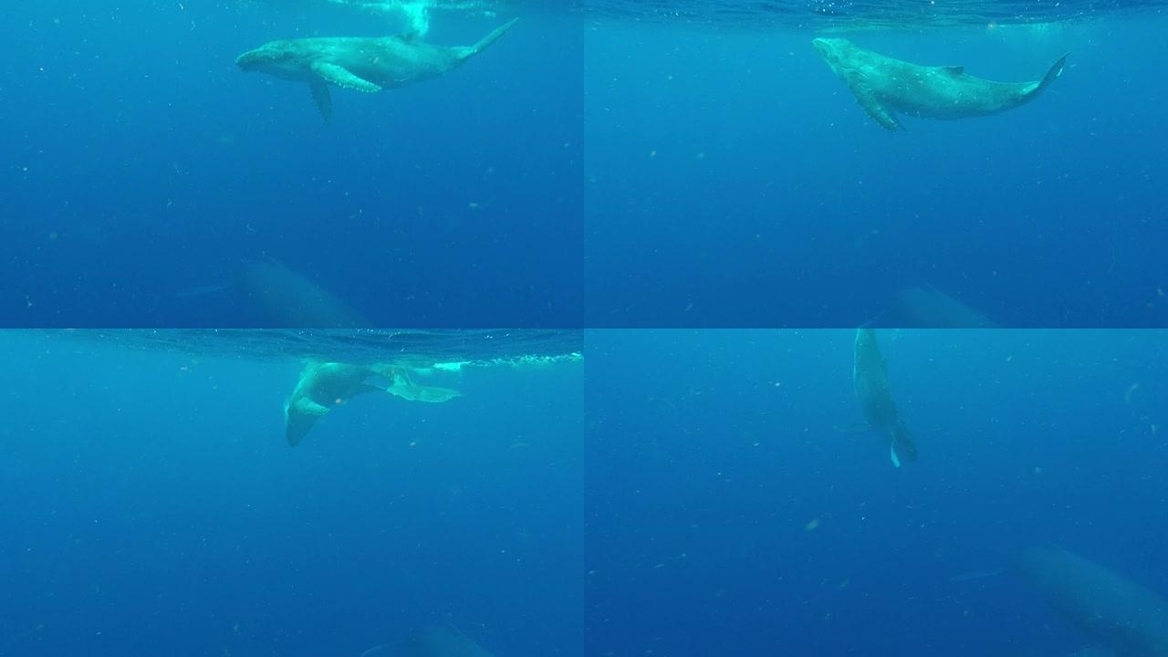 母亲和小牛座头鲸一起游泳