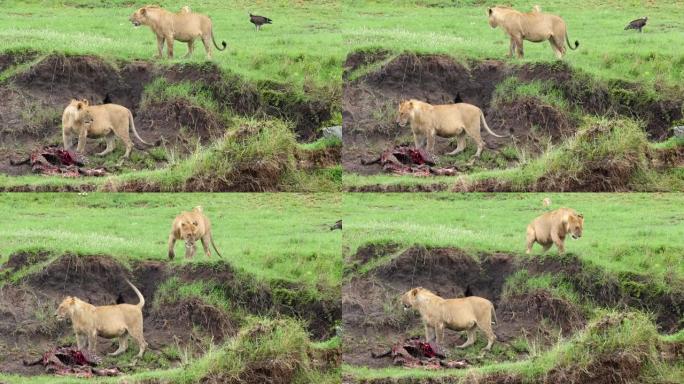 两只母狮保护它们的猎物不被饥饿的秃鹫吃掉