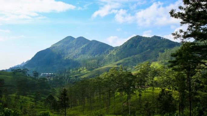 茶园: 斯里兰卡中部省: 指节山脉