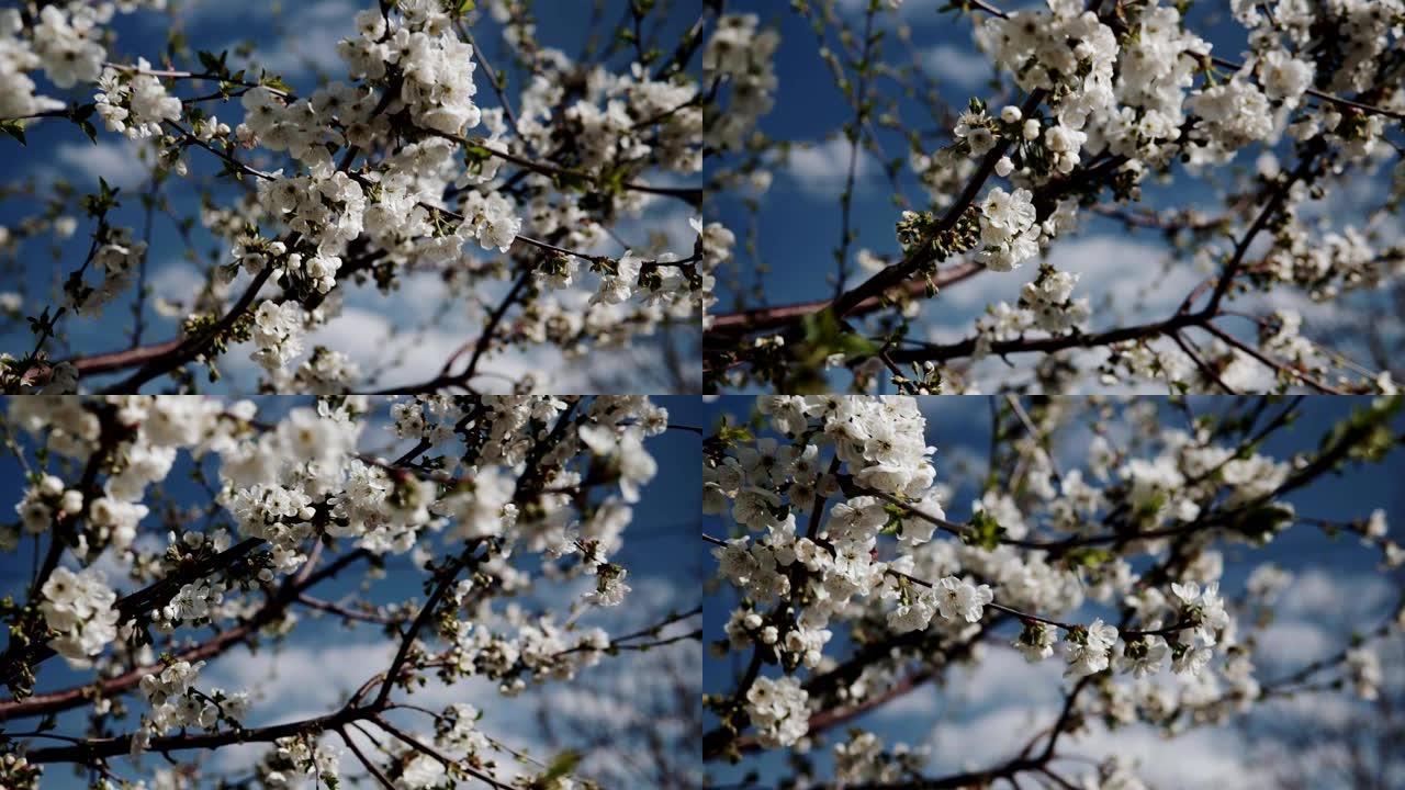 樱桃树的树枝上绽放着白色的花朵。春天概念。