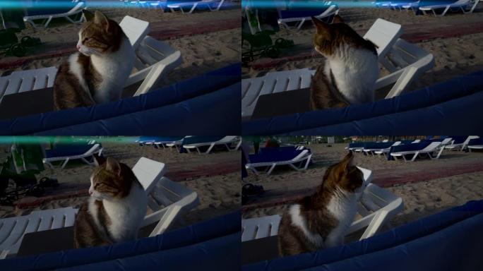 海滩上的猫。海滩上的猫
