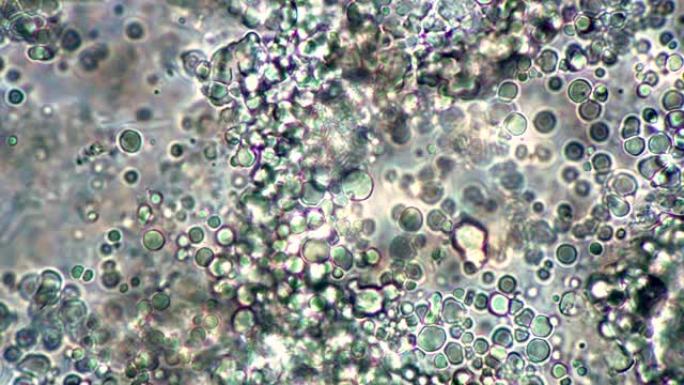 球形乳酸菌在显微镜下的实时生产和运动