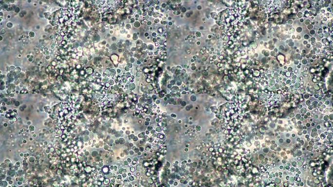 球形乳酸菌在显微镜下的实时生产和运动