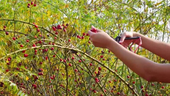 在阳光明媚的秋天，女人的手用花园剪刀收获狗玫瑰果。大自然灌木丛上的红玫瑰臀部。