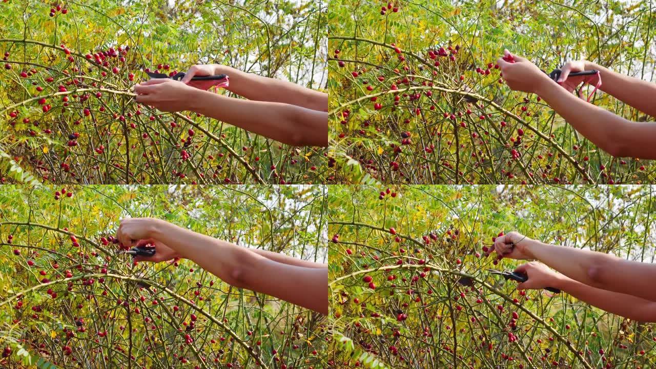 在阳光明媚的秋天，女人的手用花园剪刀收获狗玫瑰果。大自然灌木丛上的红玫瑰臀部。