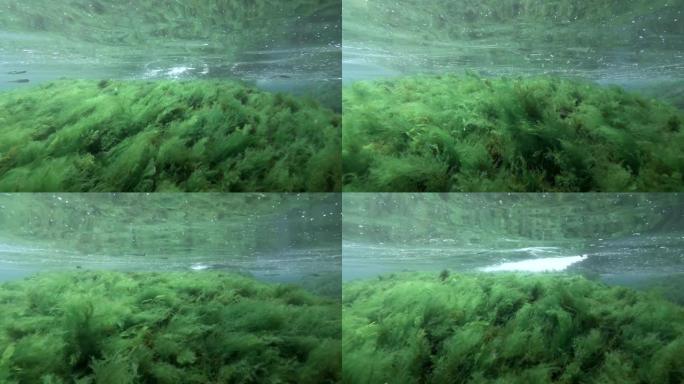 鱼沙或银边在浅水上与绿藻一起在礁石上游泳。
