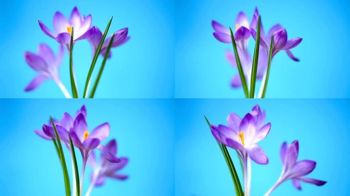 春季紫色小番红花孤立在蓝色背景