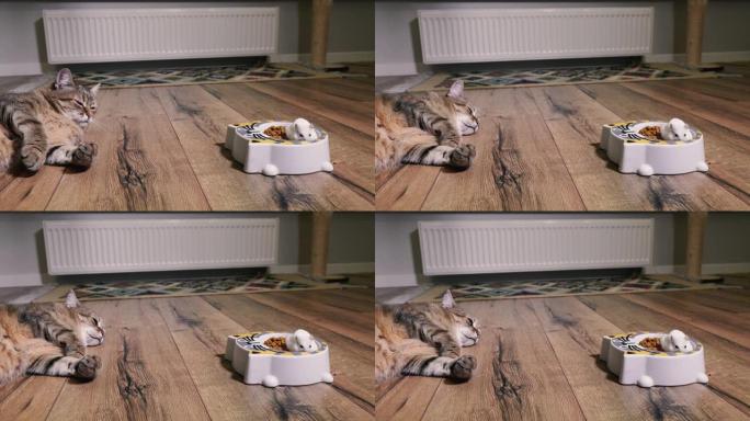 猫粮。猫看着仓鼠爬进的装有猫食的盘子。