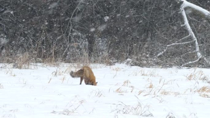 田野上的红狐狸在冬天积极追踪雪中失踪的猎物