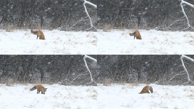 田野上的红狐狸在冬天积极追踪雪中失踪的猎物