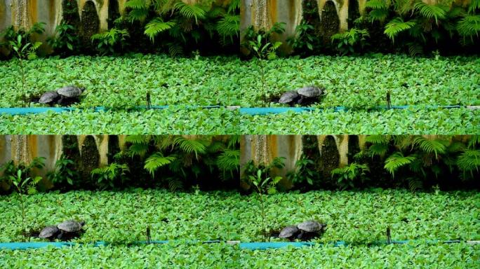 乌龟对绿色雌蕊植物背景的天然有机质地