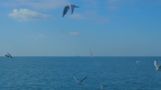 与飞行的海鸥一起在伊斯坦布尔港的现代白色和红色灯塔周围飞行。地中海平静的海浪许多混凝土浮标码头防波堤