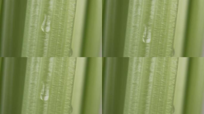 芹菜的绿色茎，纯净水滴下来，然后慢慢下降