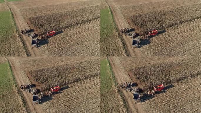 一位阿米什人农民用五匹马拉着收割机收割他的秋天玉米的鸟瞰图