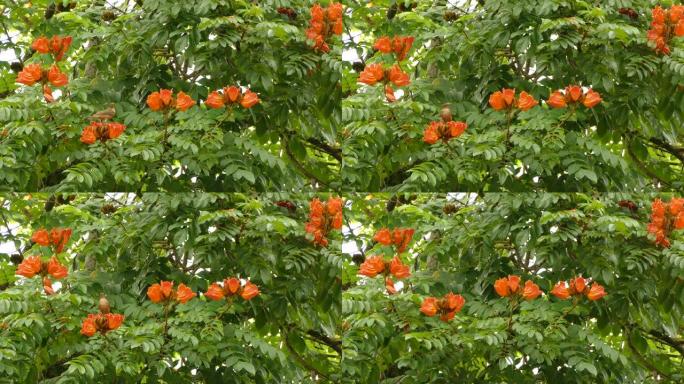鸟类栖息在热带绿树顶上的鲜艳橙色花上