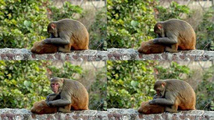 令人沮丧的猴子令人沮丧的猴子