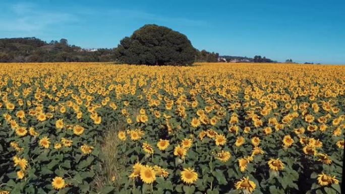 向日葵: 彩色种植园的全景。乡村的场景。黄的花。向日葵的田野。