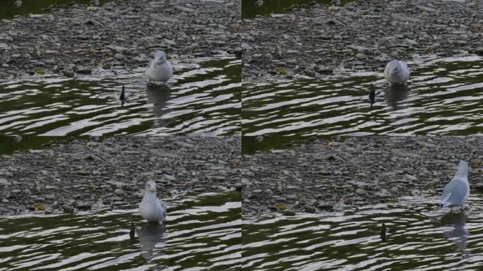 海鸥踩在河床上的特写镜头，以一条无生命的鱼为食