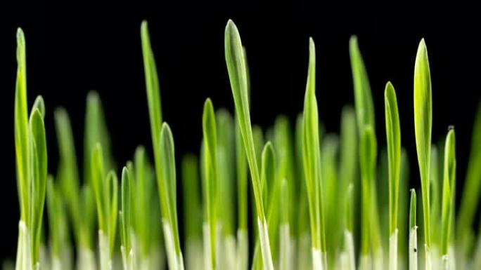 种植绿色大麦草植物生长生长延时麦草延时