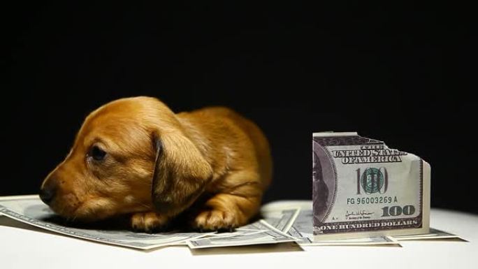 狗钱的镜头黑暗背景