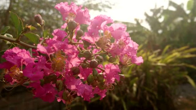 粉红色的花朵在傍晚的微风中摇曳。