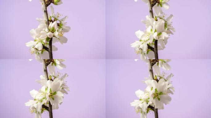 杏仁花盛开在粉红色背景下的4k视频中。春天梅花的视频。