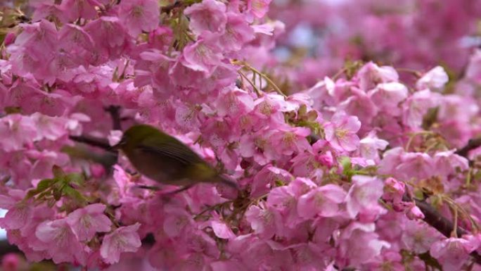 日本白眼和樱花花朵花枝树枝粉花红花