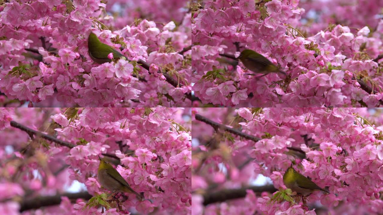 日本白眼和樱花花朵花枝树枝粉花红花