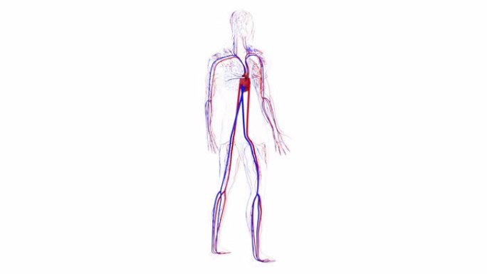 从头到脚的人体循环系统解剖，计算机生成。3d渲染血管。科学背景
