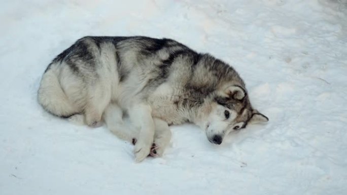 西西伯利亚莱卡。西伯利亚村的雪地上躺着一只爪子被截肢的狩猎纯种狗。俄罗斯。4K