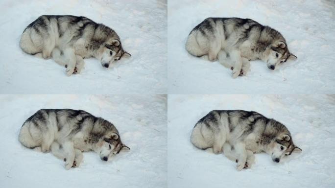 西西伯利亚莱卡。西伯利亚村的雪地上躺着一只爪子被截肢的狩猎纯种狗。俄罗斯。4K