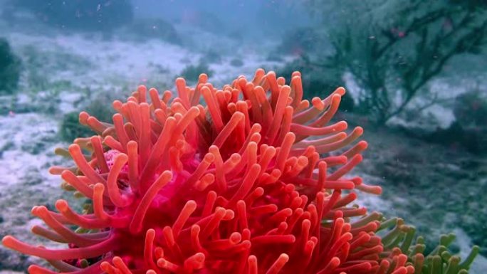 彩色海葵水下