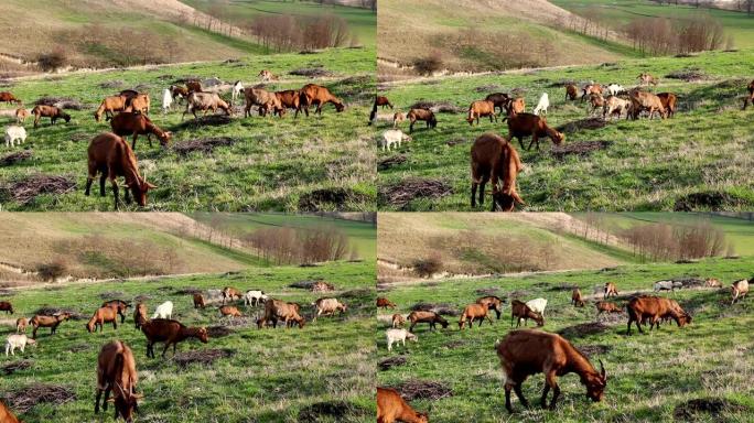 山羊在牧场上放牧草，在山上的草地上