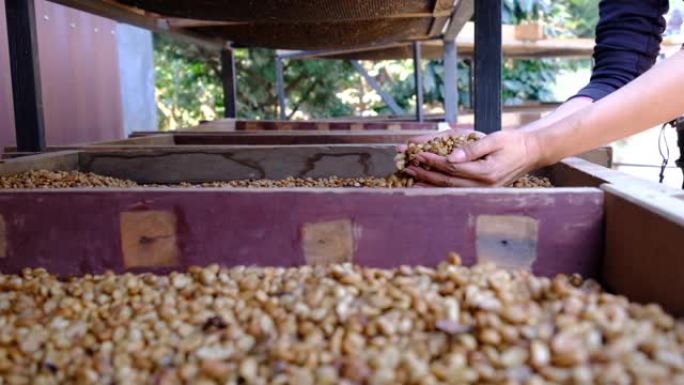 天然干燥阿拉比卡咖啡豆在蜂蜜过程中，洗涤和发酵以去除外壳并在阳光下干燥