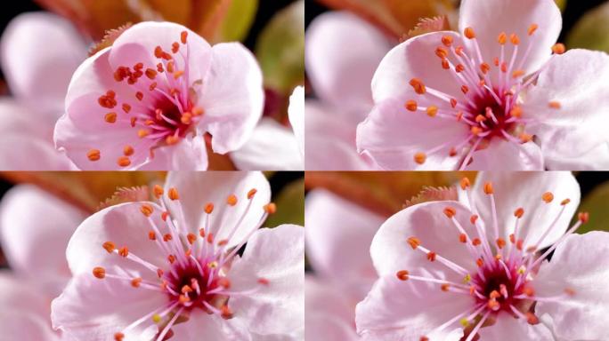 粉红色樱桃树花盛开-樱花