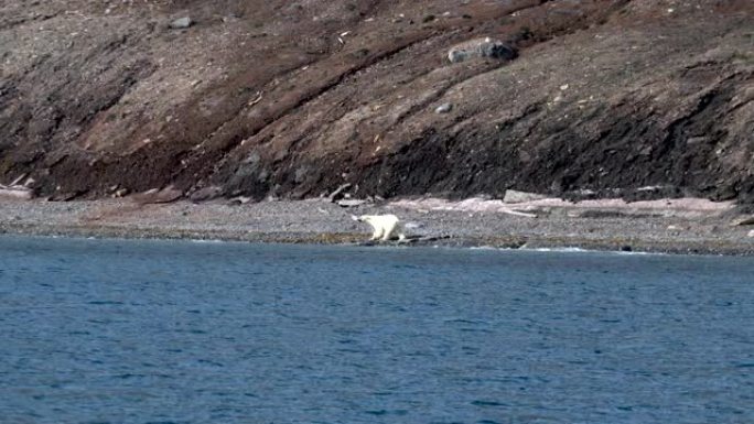 斯瓦尔巴群岛北极熊