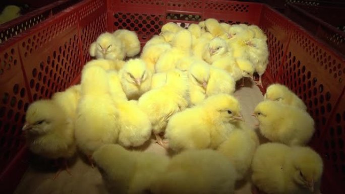农用工业孵化场输送线。刚刚从肉鸡产蛋出来的小鸡，孵化场的倍增生长农场。家禽农场里有很多小鸡