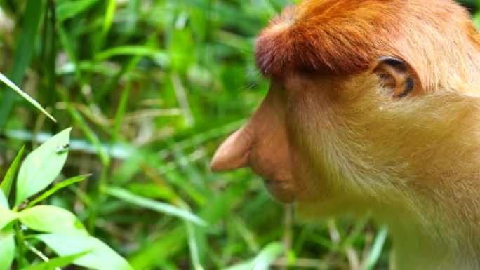 野生长鼻猴或NasAlibaba幼虫，在马来西亚婆罗洲的雨林中。