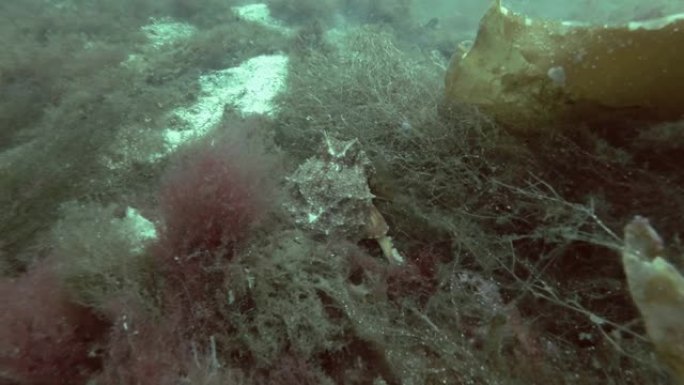 北方章鱼、角章鱼或卷曲章鱼 (eledoone cirrhosa) 藏在棕色海藻中