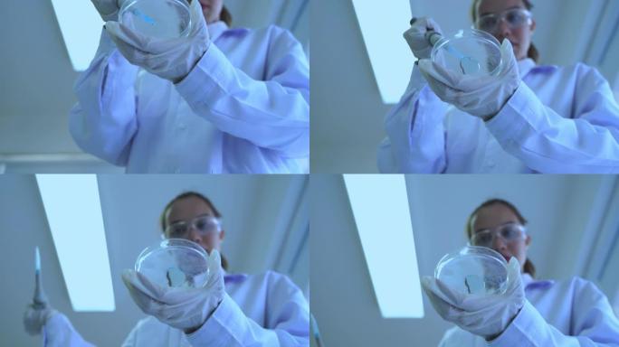 女性医学研究科学家的向上倾斜视频镜头添加了移液管，将彩色液体滴到培养皿中进行科学实验