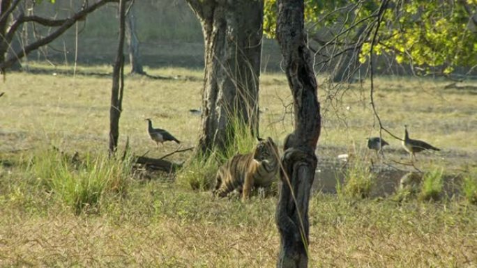 老虎坐在湿地附近，孔雀在背景中觅食。