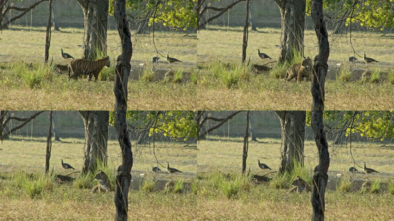 老虎坐在湿地附近，孔雀在背景中觅食。