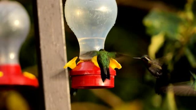 绿色紫罗兰耳蜂鸟，哥斯达黎加: 蜂鸟喂食器