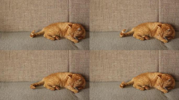 美丽的红猫躺在沙发上