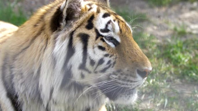这是一只美丽的老虎的侧面脸