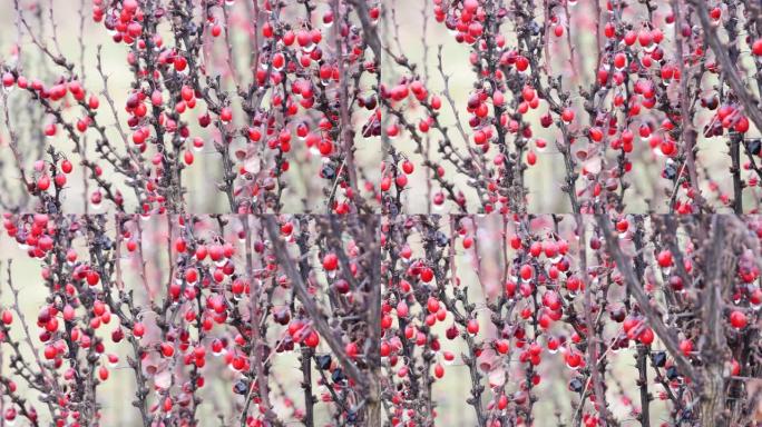 红莓丛在寒冷的冬天在弗罗茨瓦夫-潘从左