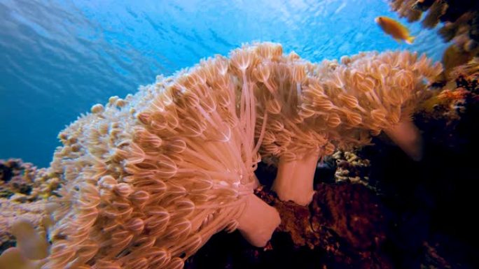 水下热带软珊瑚海底珊瑚海底浅水区