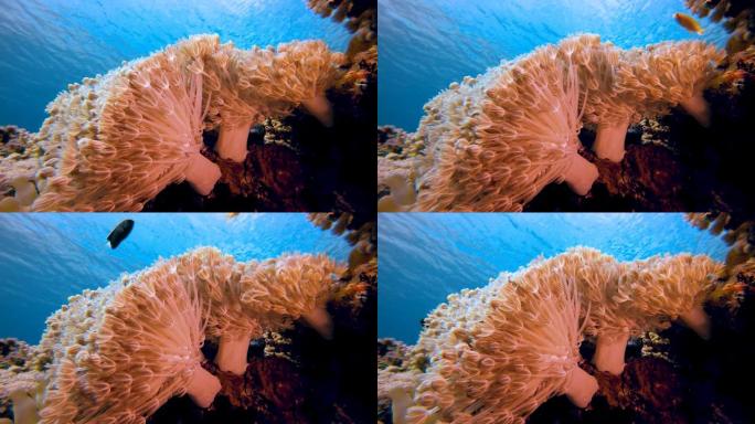 水下热带软珊瑚海底珊瑚海底浅水区