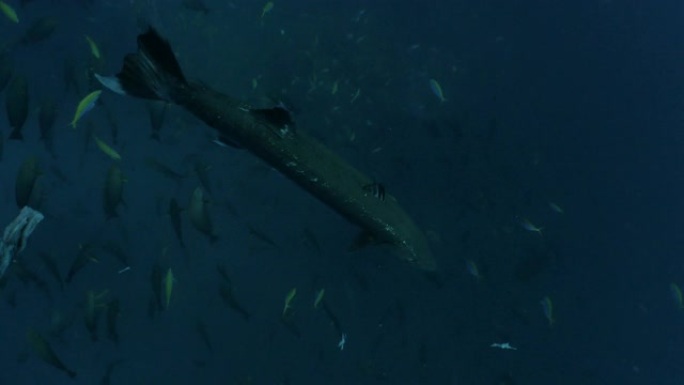 大梭鱼在马尔代夫的深海觅食