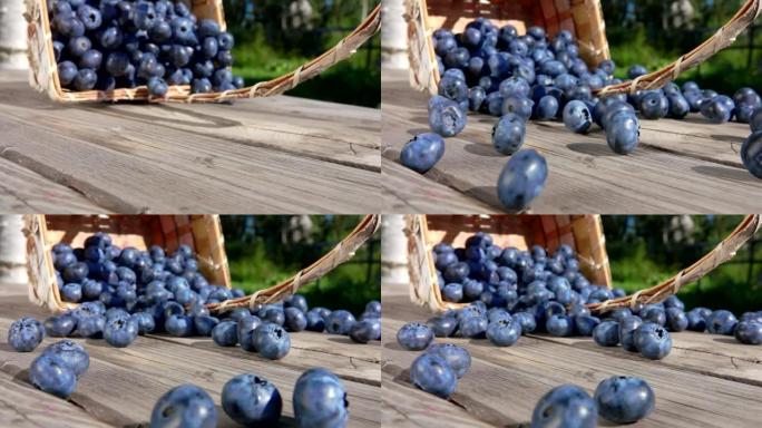 大型蓝莓正从篮子里向相机滚动